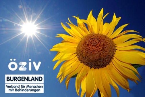 Sonnenblume