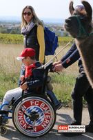 Bub im Rollstuhl führt Lama
