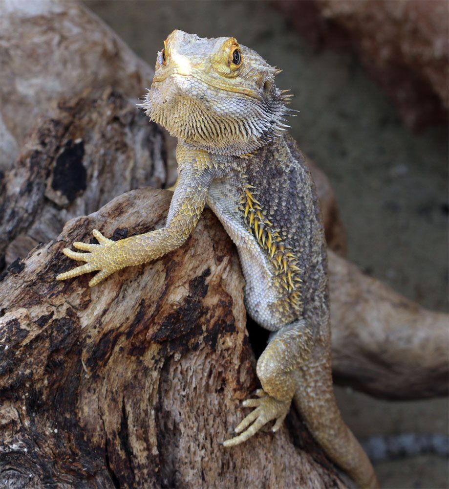 Bartagame