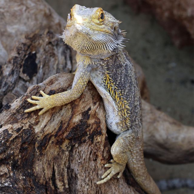 Bartagame