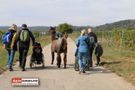 Gruppe mit Lama auf dem Weg
