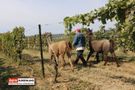 Christian mit den Lamas Artos und Lupo