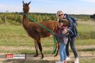 Mädchen und Mama mit Lama