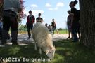 Schaf Noah