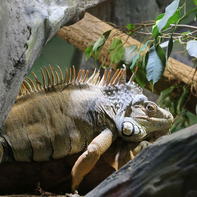 Reptil