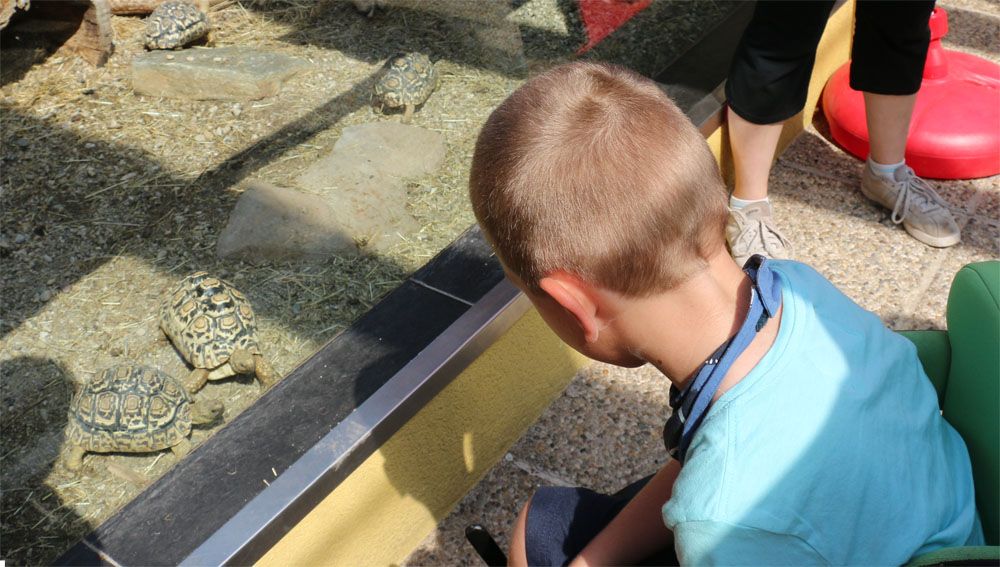 Kind beobachtet Schildkröten