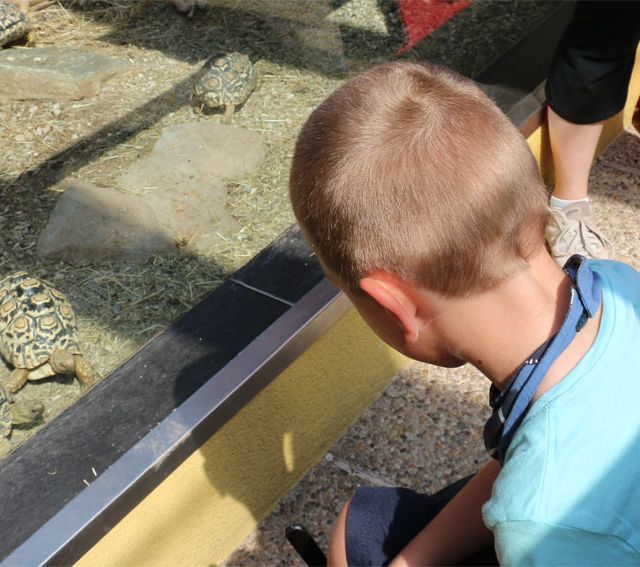 Kind beobachtet Schildkröten