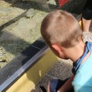 Kind beobachtet Schildkröten