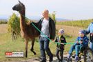 Kinder führen Lama