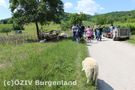 auf dem Weg zur Weide, Noah folgt uns wie ein Hund