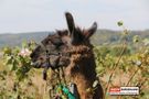 Lama Lupo