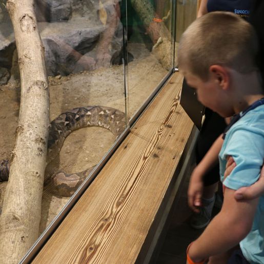 Kind schaut in Terrarium