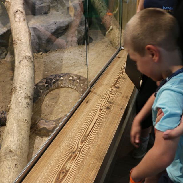 Kind schaut in Terrarium