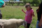 Auch die Schafe wollen Futter