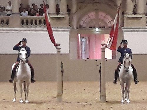 Lipizzaner mit Reitern