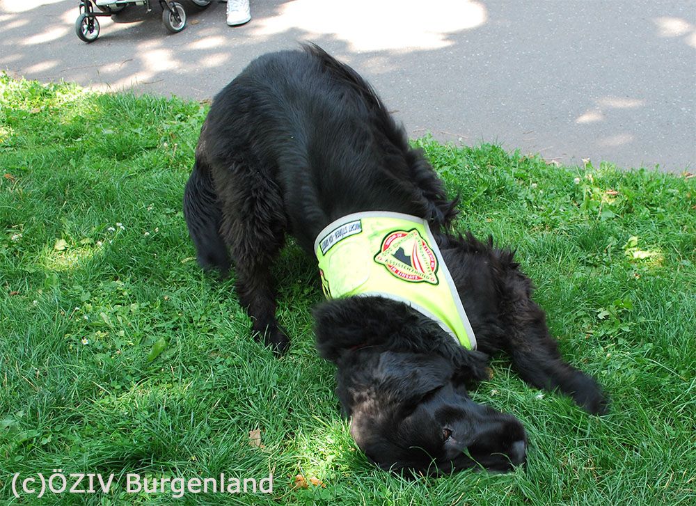 028 - auch Assistenzhund Versace genießt den Schatten