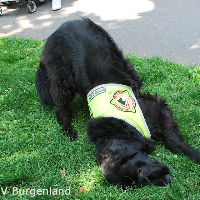 028 - auch Assistenzhund Versace genießt den Schatten