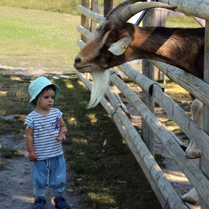 Kind mit Ziegen