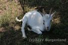 Jungziege