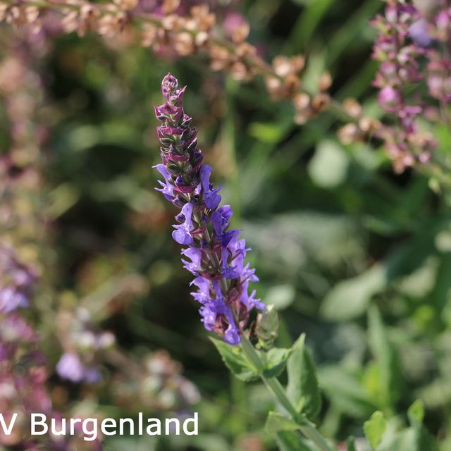 007-Der Wiesensalbei