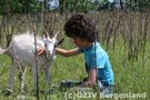 Die sanften Ziegen sind bei allen Kindern beliebt