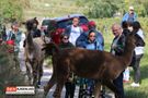 Menschen mit Lamas