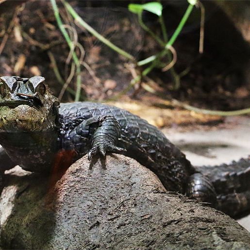 Reptil