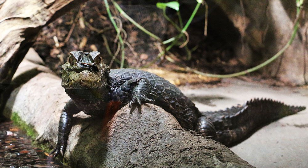 Reptil