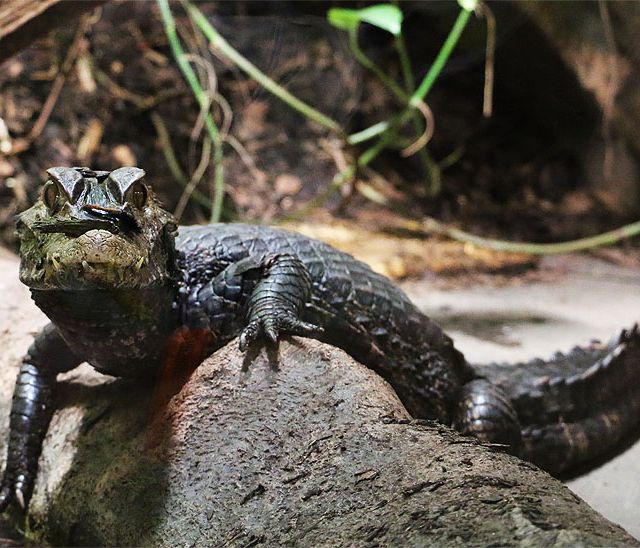 Reptil