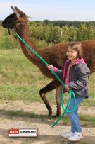 Mädchen führt Lama