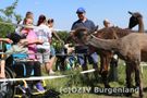 Am Zaun der Lamaweide