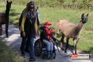 Bub im Rollstuhl führt Lama