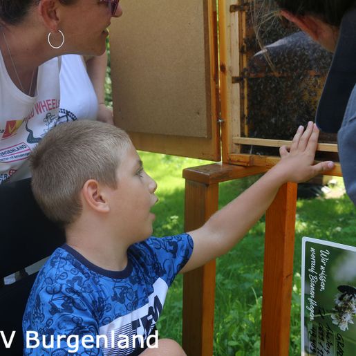 062-Bienen durch die Glasscheibe "spüren"