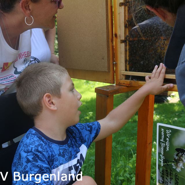 062-Bienen durch die Glasscheibe "spüren"
