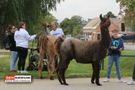 Gruppe mit Lamas am Spielplatz 