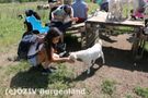 Spaß beim Füttern der Ziegen