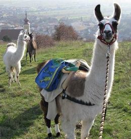 Lama