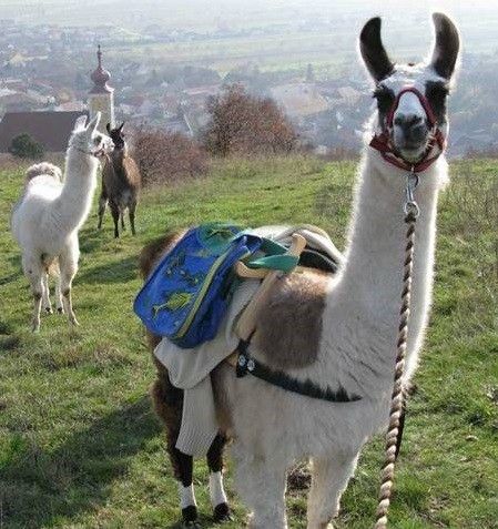 Lama